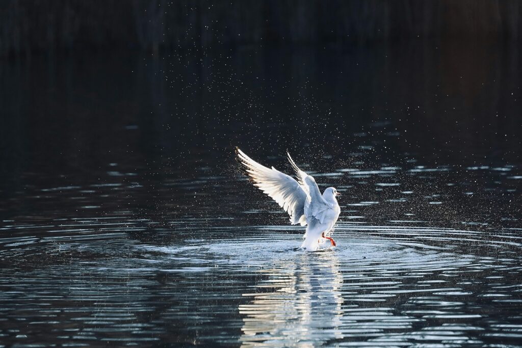 Astroloģiskā prognoze decembrim