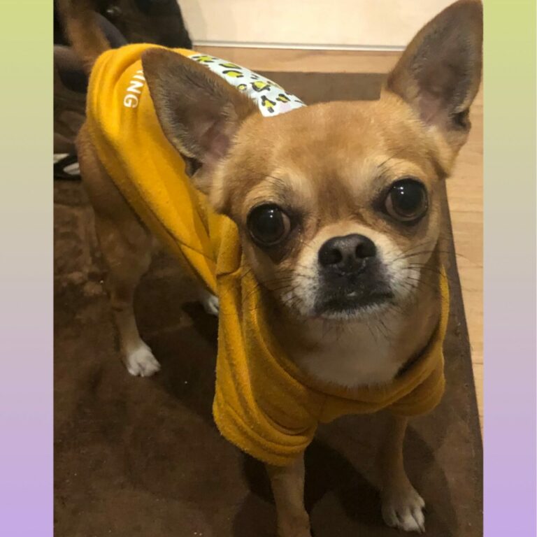 ENERĢĒTIKAS ATTĪRĪŠANA MĀJDZĪVNIEKIEM