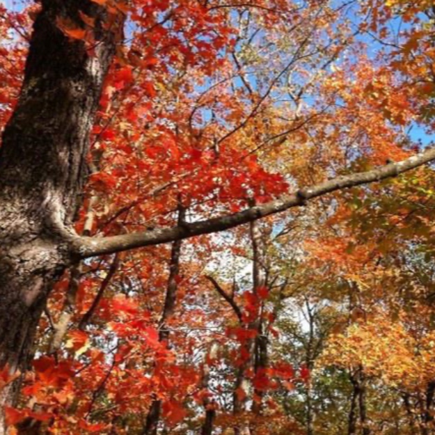 MEDITĀCIJAS APĻI , GRUPAS TERAPIJA ,RELAKS