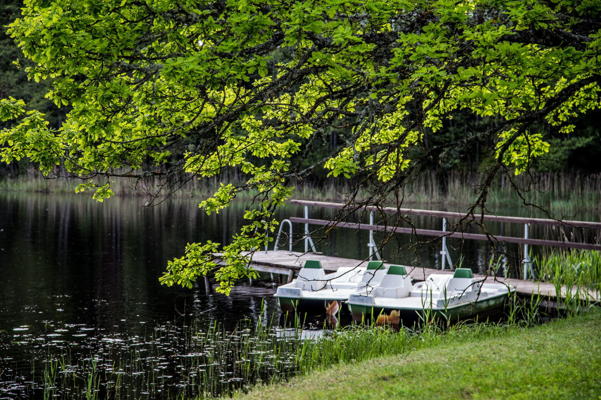 Viesu nams "Mednieki" retrītiem galerijas attēls