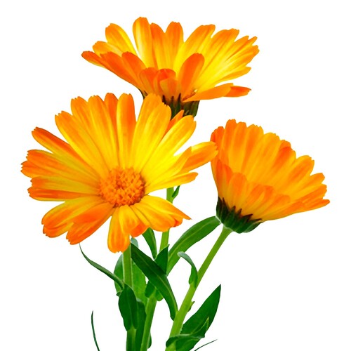 Calendula.lv/ Veikals dabīgas kosmētikas gatavotājiem/ Aromterapeitiem/ Masieriem